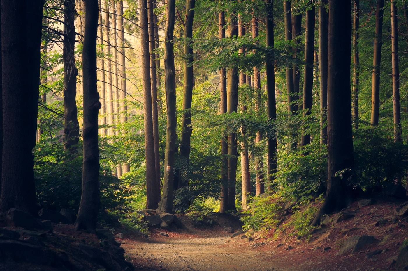 Entorno forestal y control de vegetación